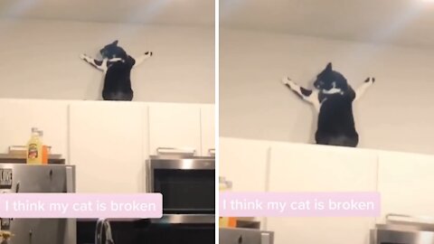 Cat Meme | Funny Cats And Cute Kittens 69