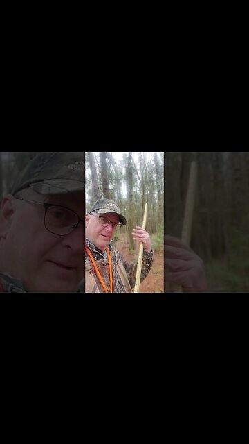 Cruising a Black Spruce/Hemlock/pine Forest #shorts