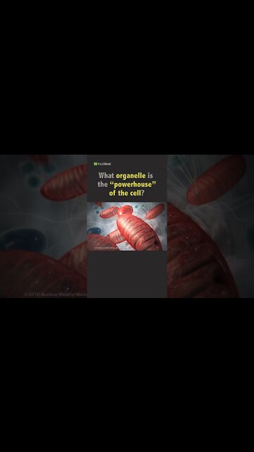 Biology Quiz: What organelle is the “powerhouse” of the cell?