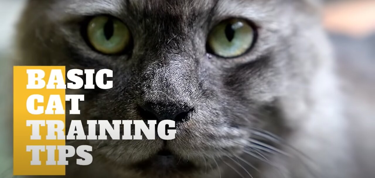 Cats 101 : Basic Cat Training Tips