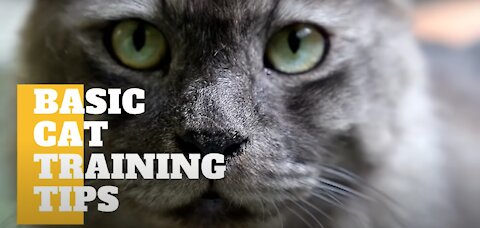 Cats 101 : Basic Cat Training Tips