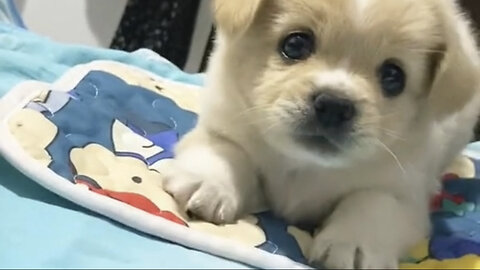 Amazing dogs 🐶 trending video