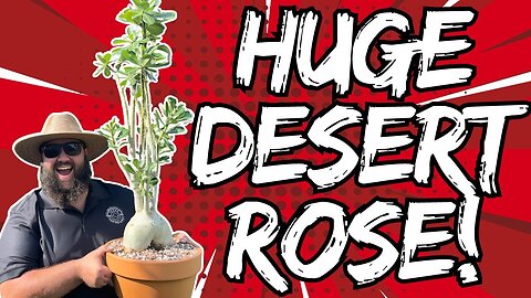 This Desert Rose is HUGE! Potting My New Adenium!