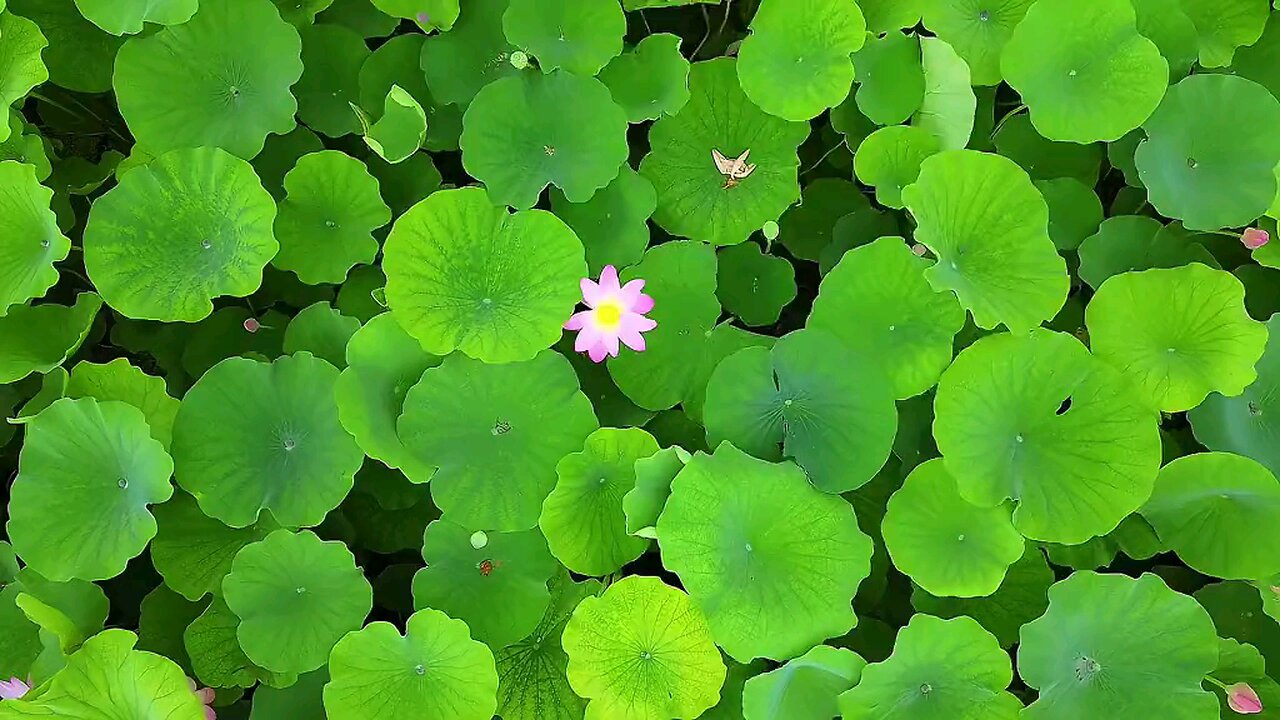 Nature 💚