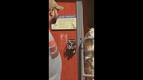 Funny animals 😋😎😎funny moments 😎😋😋