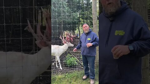 Michigan Albino White Tail Deer #michiganhunting #deercamp #whitetaildeer #outdoors