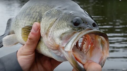 Bass Fishing & We Lost A GIANT! | Addicted Life Ep. #5 😮