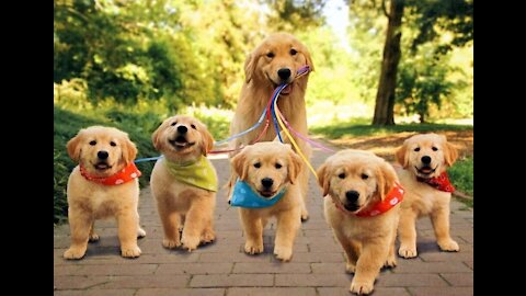 I am a dog love |