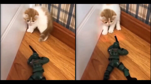 little kitten tries to escape the soldier #catlovers #catvideo # catvid # catvids #funnycats