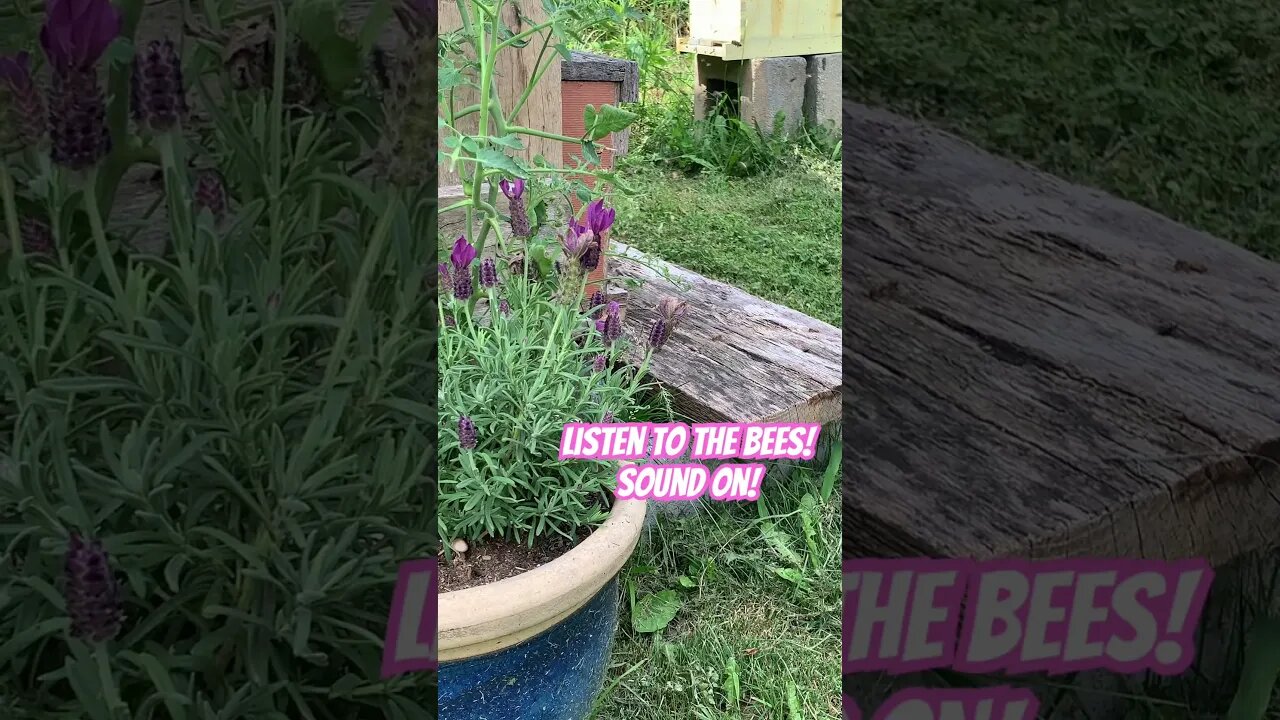 Bees emit frequencies that help us heal and extend our lives #beehive #asheville #homesteading