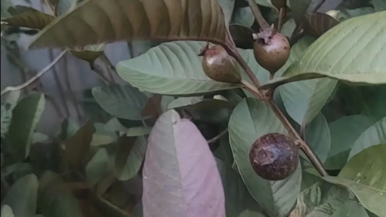 frutíferas produzindo em vaso a partir de 20,00 reais goiaba roxa araçá mangostim envio para Brasil