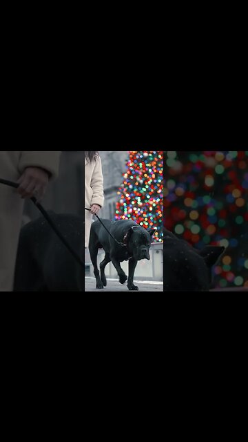 Letting Kids Pet My Cane Corso Ice Skating #shorts #dog #cutedog