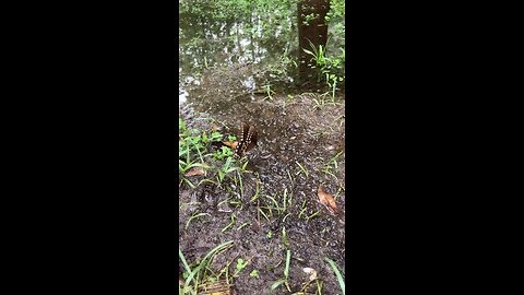 Butterfly on a puddle
