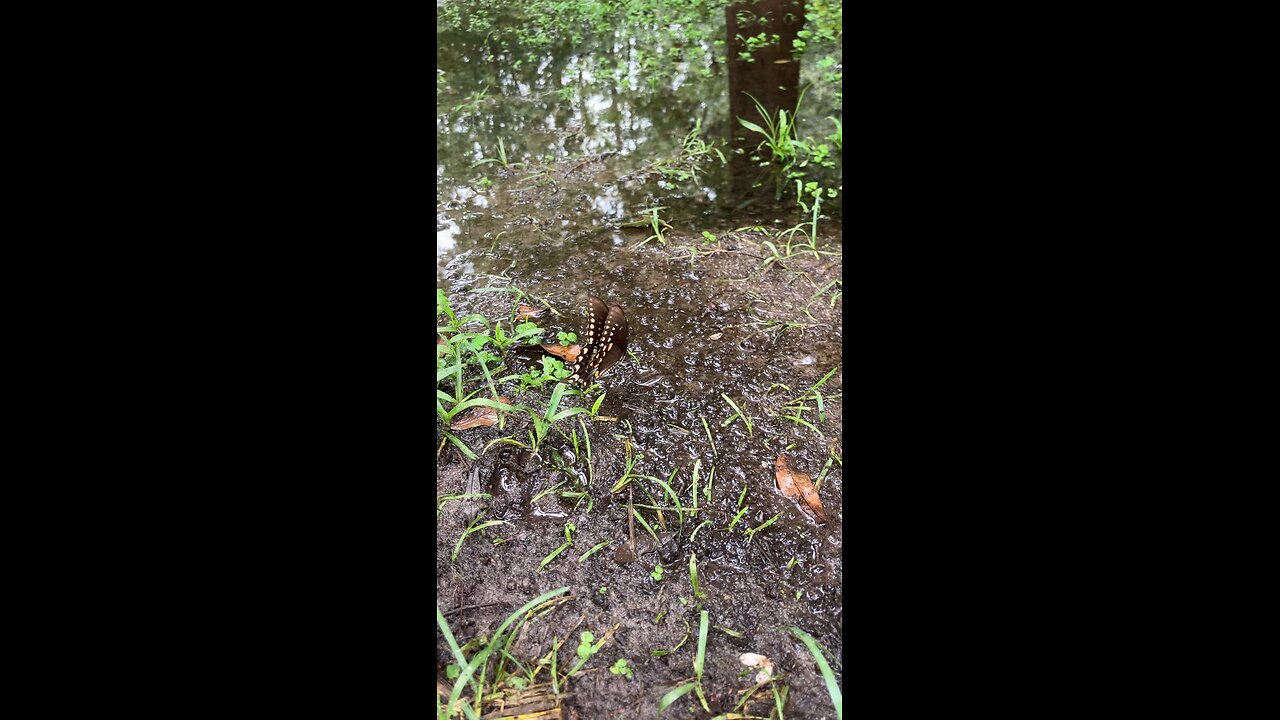 Butterfly on a puddle