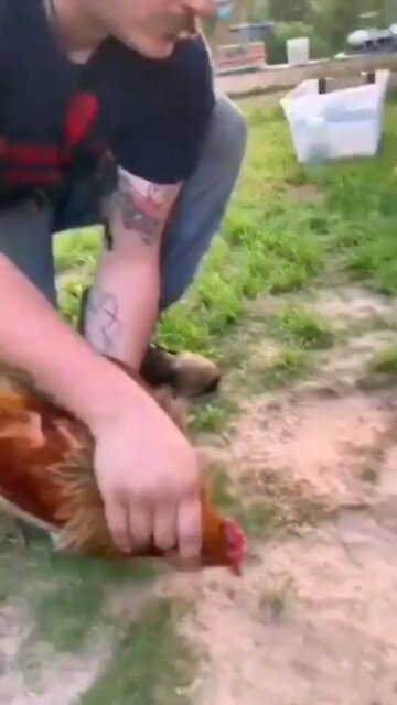 How to hypnotize a chick