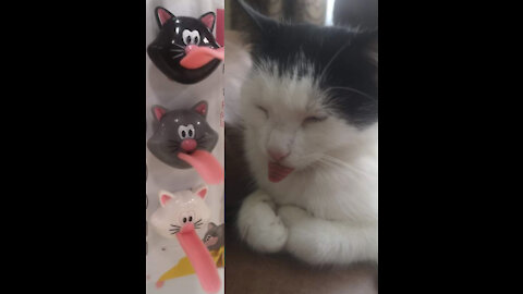 why some kittens sleep with tongue out? lol