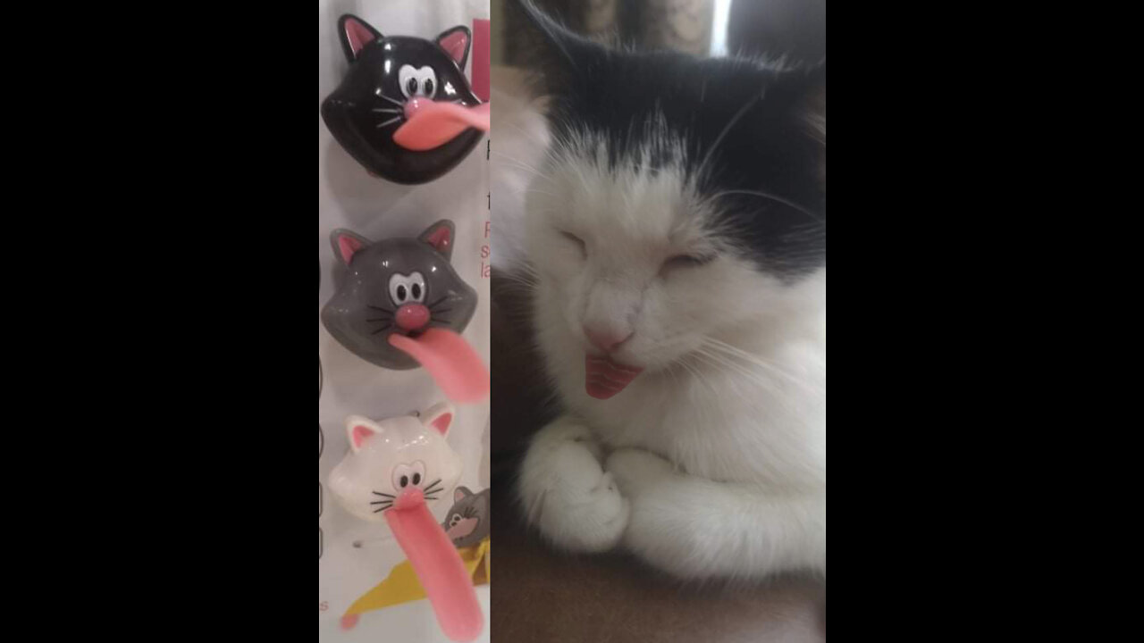 why some kittens sleep with tongue out? lol