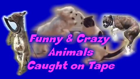 Funny & Crazy Animal caught on Tape