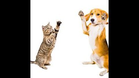 Cat and dog dance competition