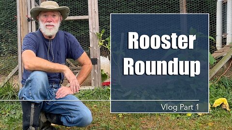 Homestead Vlog, Roosters