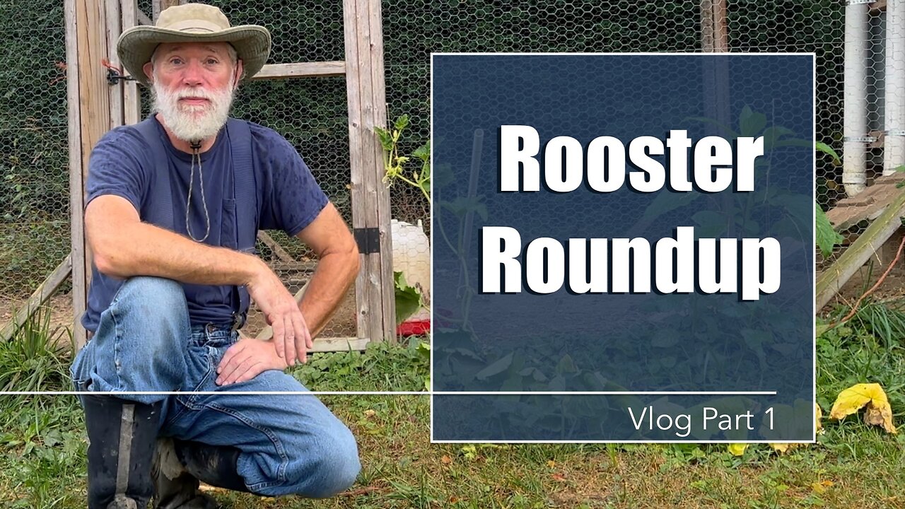 Homestead Vlog, Roosters