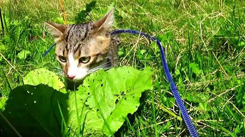 Kitten Rudolph Walks on a Green Meadow
