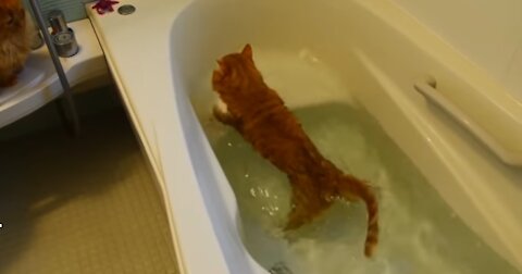 Epic Cats Hate Falling in Water