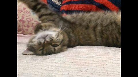 queen kitten was hitched from the street