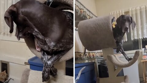 Silly pup decides to chill out in the cat tree