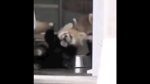 Red panda scream