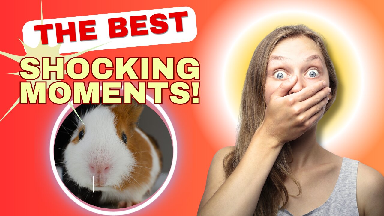 Adorable Funny Rodent Moments 😊| Cute Animals Video| Funny animals