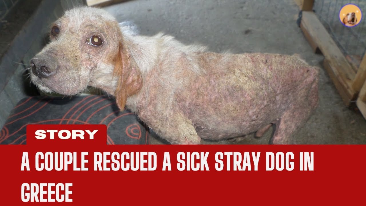 Full Story of Nelson: A Newlywed Couple rescued a Sick Stray Dog in Greece