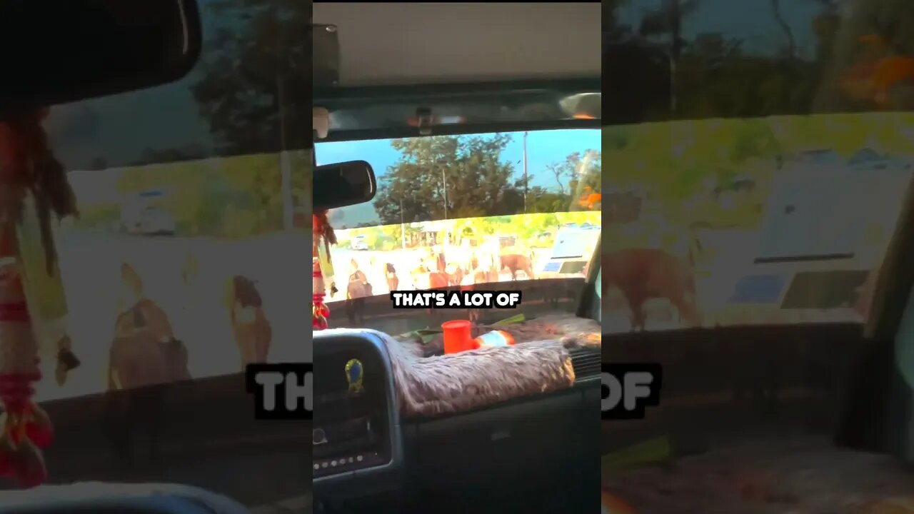 Driving on a Laos road - Animal traffic slowed us down