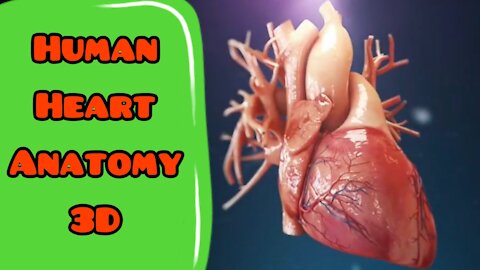 Human Heart Anatomy 2020 (3D)