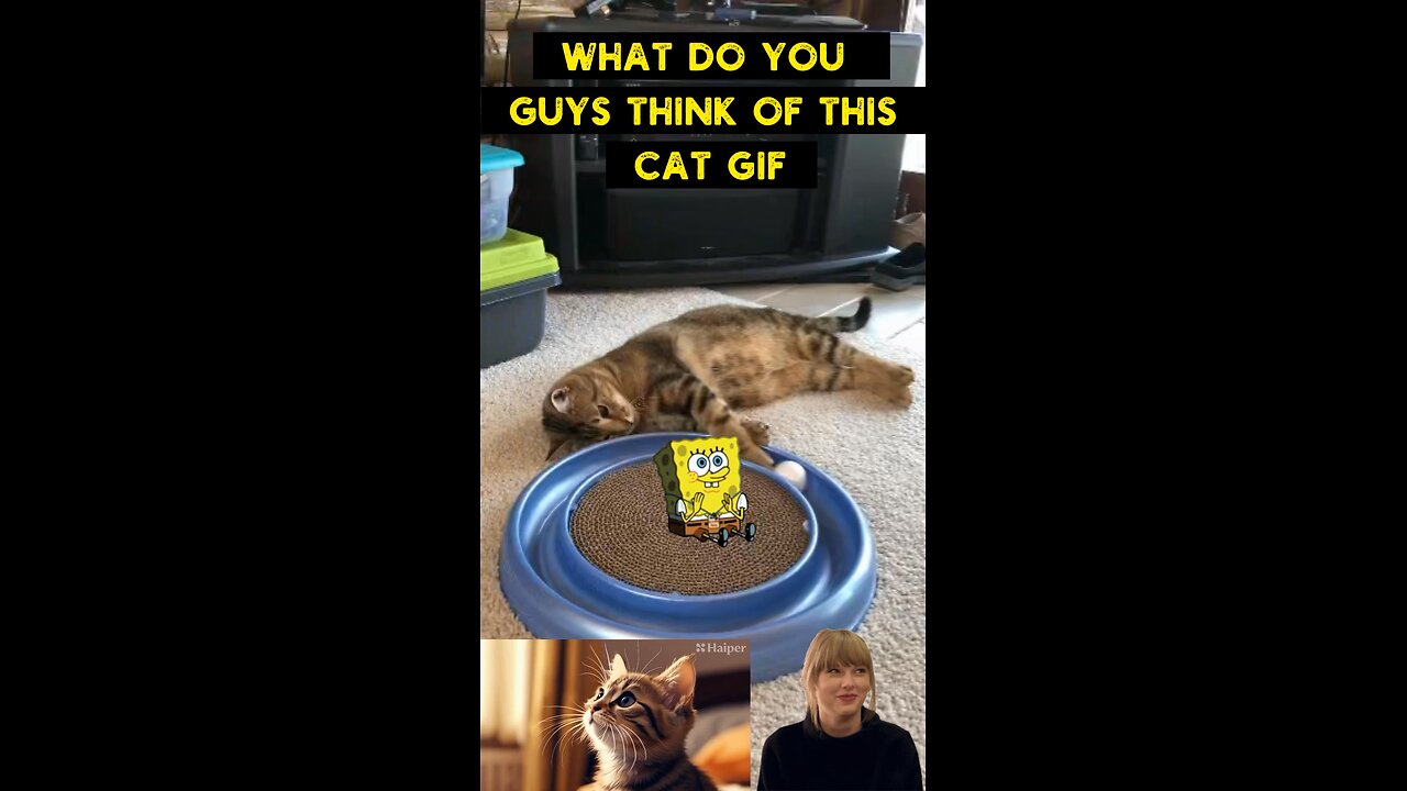 Cute Cat Gif