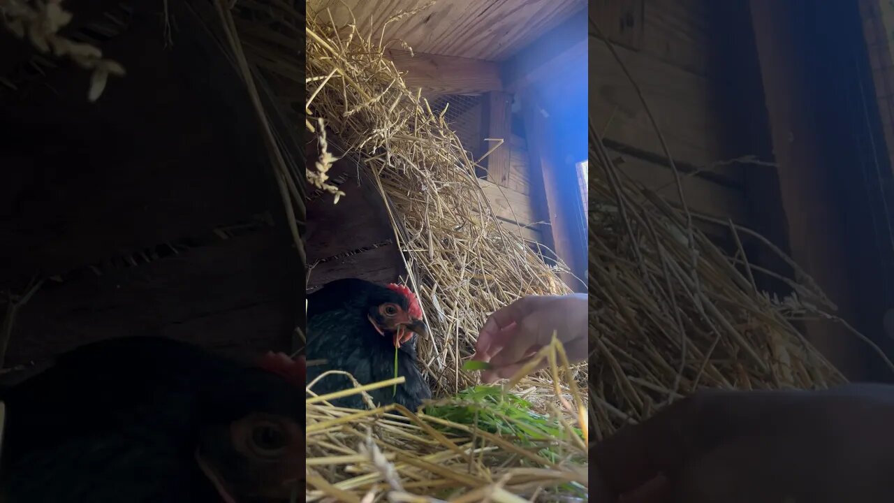 Breakfast in bed for the sweetest gal on the farm! #shorts