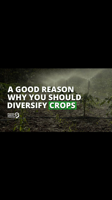 A Good Reason Why You Should Diversify Crops
