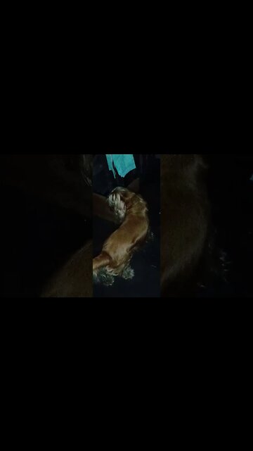 #dogshow , #animals , #dogs , #shorts