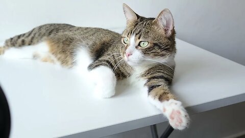 Cat Lies in the Sun