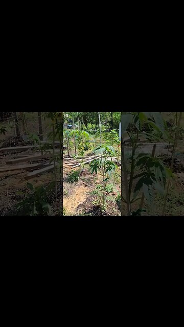 Got a minute I did 😂 cheer's fam no more up potting for 3 weeks