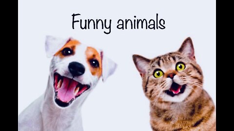 Best funny cats and dogs 😂🐶🐱