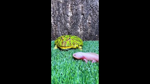what is it /it's so different/I don't know about this animal did you know