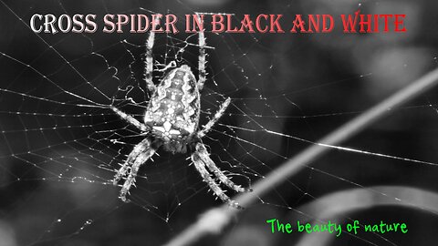 Cross spider in black and white / beautiful insect in nature.