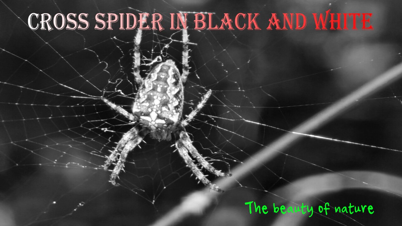 Cross spider in black and white / beautiful insect in nature.