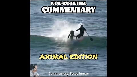 Animal Compilation