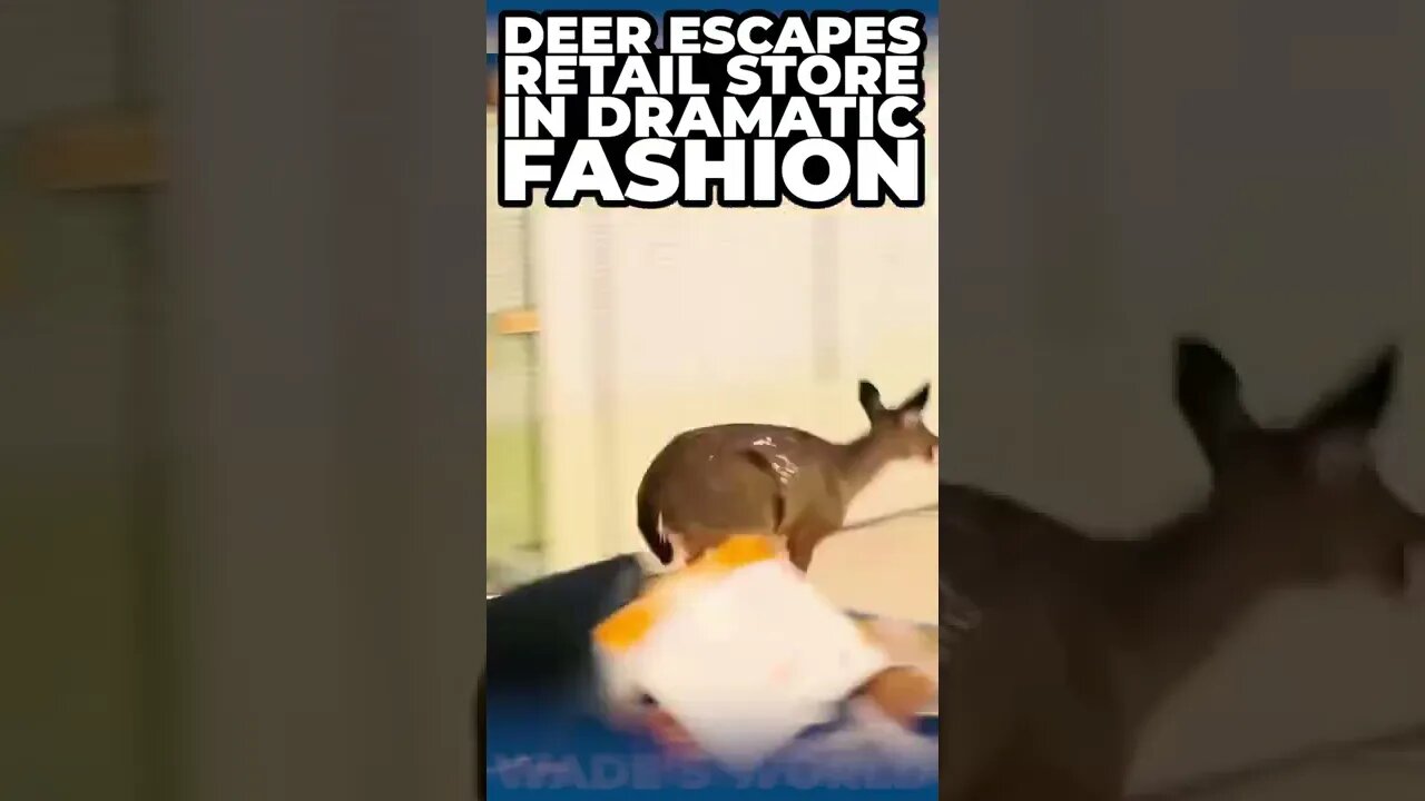 DEER ESCAPES RETAIL STORE IN DRAMATIC FASHION! #deer #louisiana #shorts