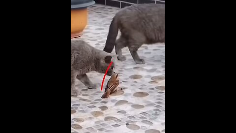 the bravery of the bird