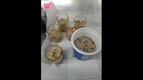 No Soak No Simmer Method in Half Pint Jars with both High & Low Nutrition Grain 🌾