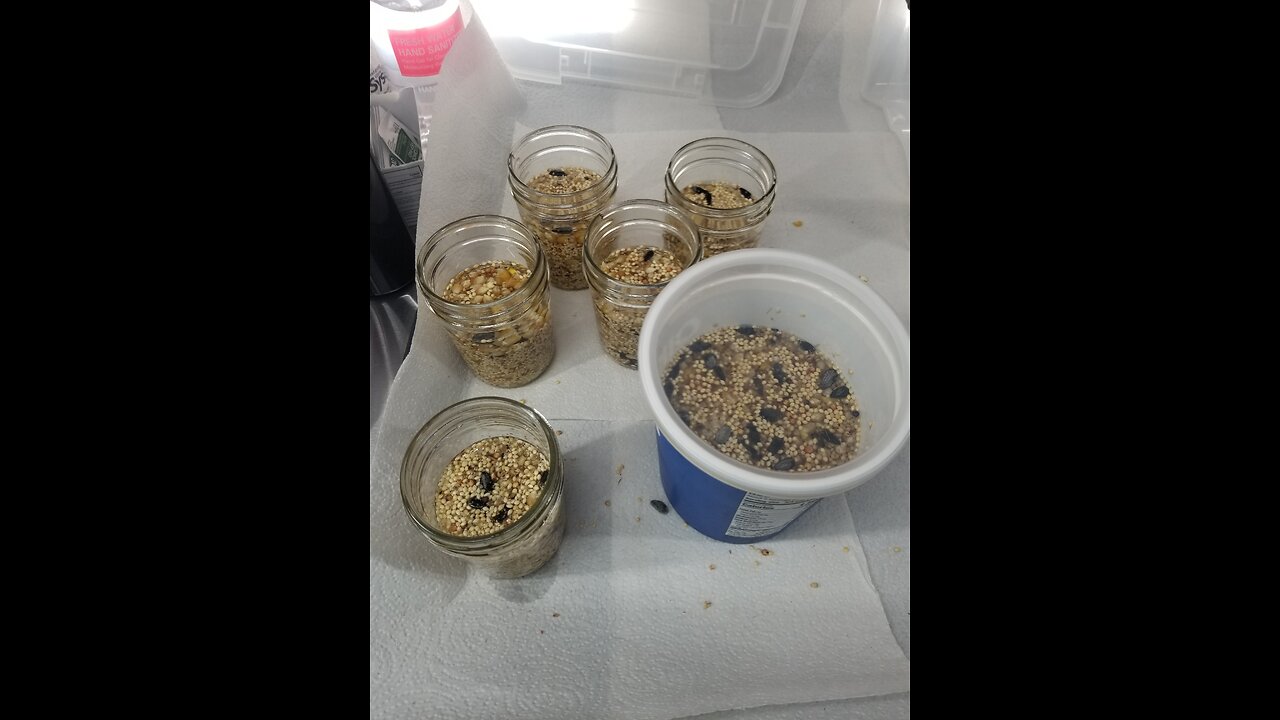 No Soak No Simmer Method in Half Pint Jars with both High & Low Nutrition Grain 🌾