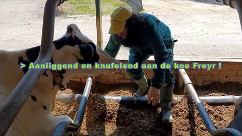 Aanliggend en knuffelend aan de koe Freyr - #koeknuffelen #koeknuffel